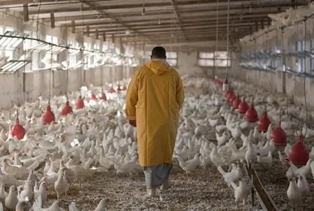 Sénégal : l’aviculture attire les grands fonds d’investissement