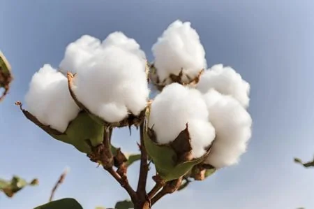 Coton béninois : une prime conditionnelle pour franchir le cap des 700 000 tonnes