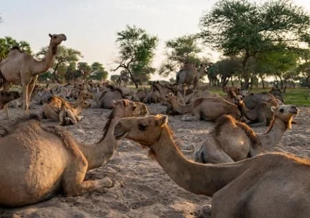 Souveraineté alimentaire en Afrique de l'Ouest : dromadaire et arachide face aux défis