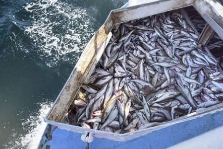 Pêche illégale en Afrique de l’Ouest : un fléau de 2,3 milliards $ qui redessine la coopération régionale