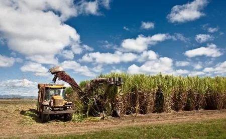 Sucre en Afrique : Sénégal sécurise ses stocks, le Kenya mise sur l'investissement
