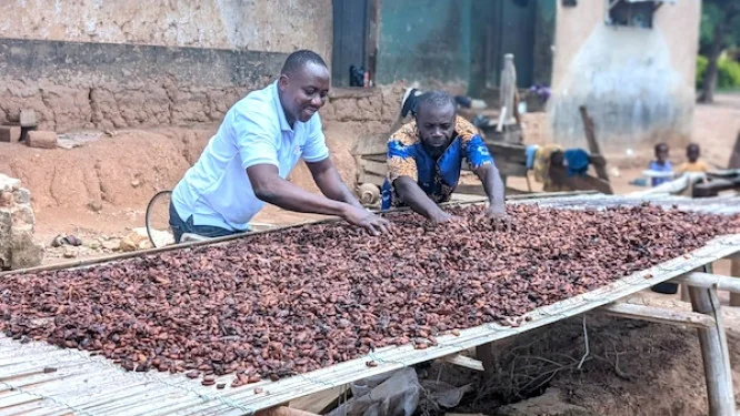 Cacao : le retour de l’excédent mondial fragilise les espoirs de prix élevés en Afrique de l’Ouest
