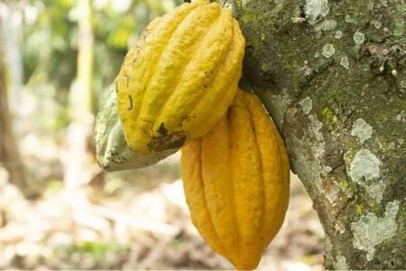 Cacao ouest-africain : la reprise compromise par la menace El Niño