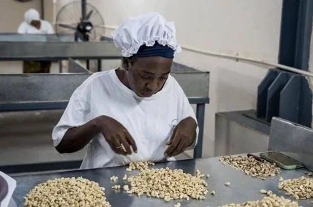 Bénin : l’interdiction d’exporter la noix de cajou brute n’a pas tenu ses promesses