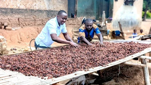 Cacao camerounais : fin de campagne sous tension, prix en hausse mais loin des records