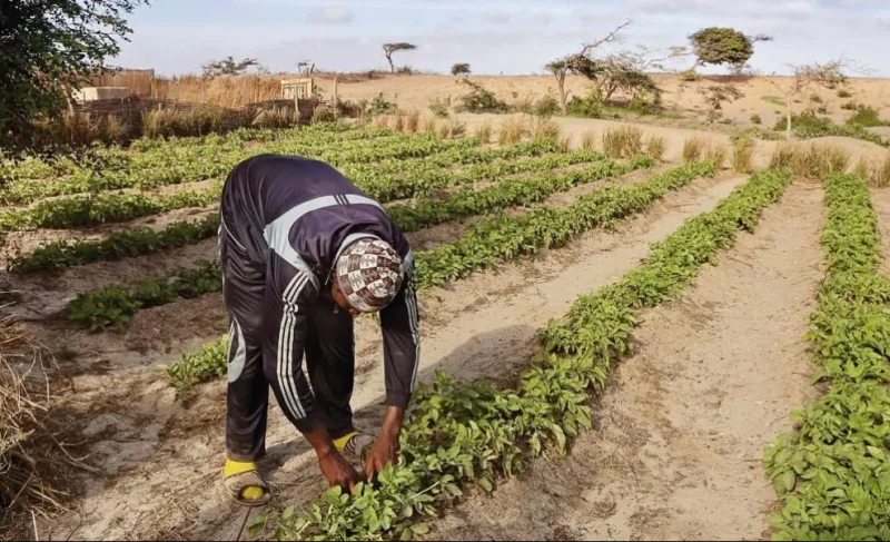Souveraineté alimentaire au Sénégal : le programme PASS pour réduire la dépendance aux importations