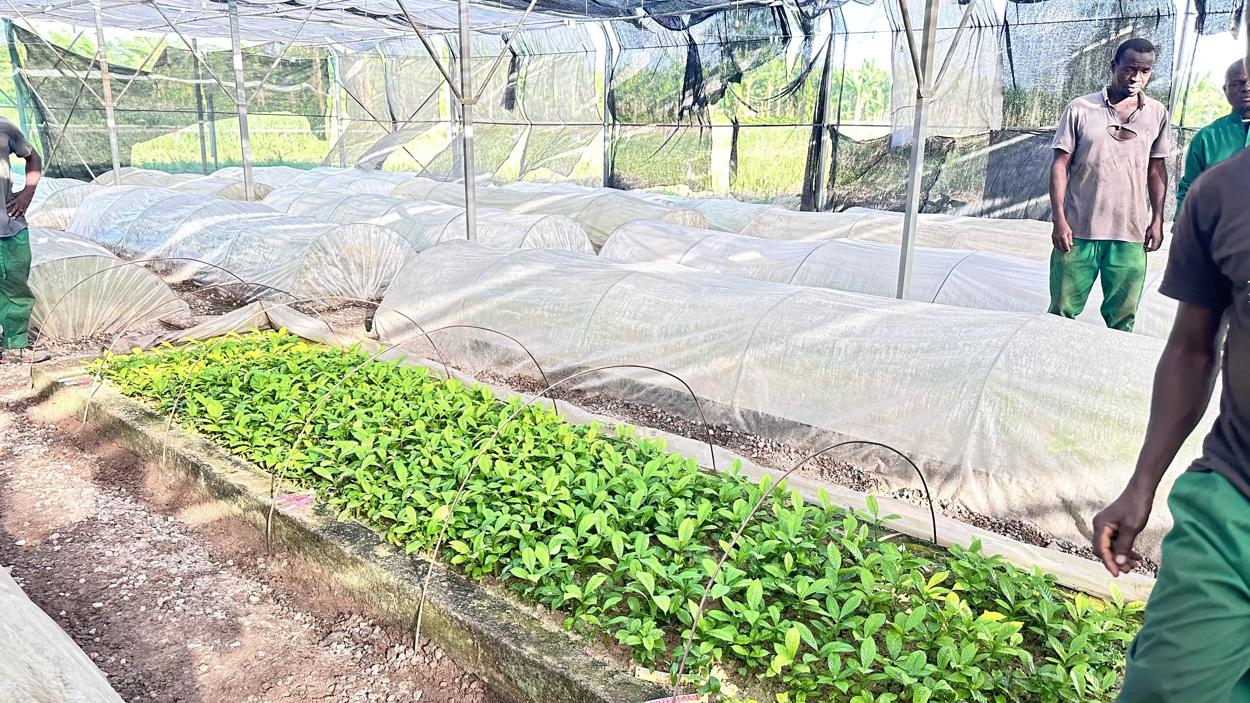 Côte d’Ivoire : entre transformation agricole et maîtrise de l’endettement