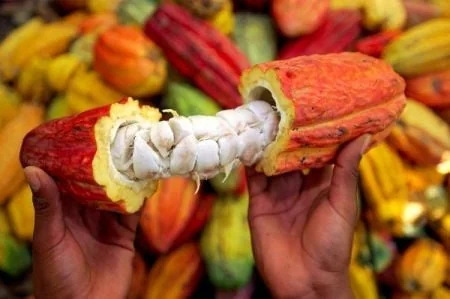 Cacao ouest-africain : transformation locale et alliance régionale face aux marchés