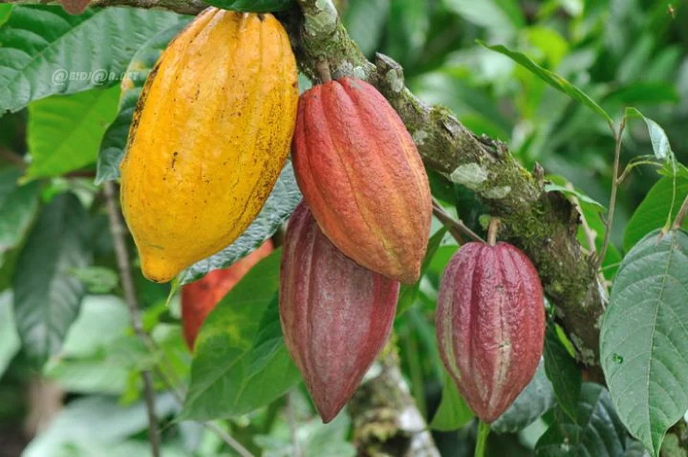 Cacao ivoirien : l'interprofession réclame un budget qui divise