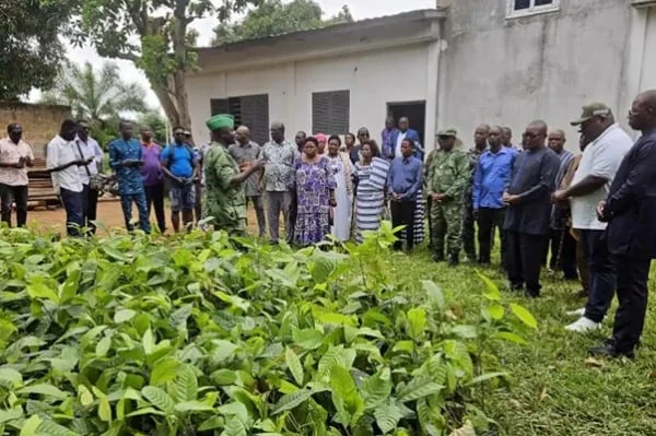 Togo : la reconstitution des plantations de cacao, un test pour la résilience de la filière
