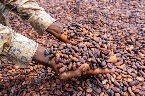 Cacao camerounais : fin de campagne sous le signe de la volatilité et des défis structurels