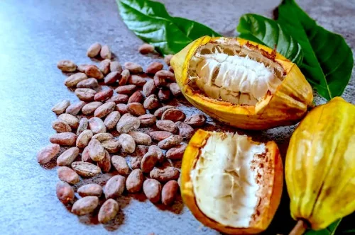 Cacao ouest-africain : financements locaux et appétit des importateurs