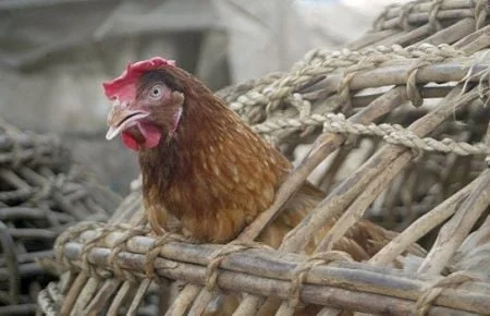 Grippe aviaire en Afrique de l'Ouest : une résurgence qui expose les fragilités de l'aviculture