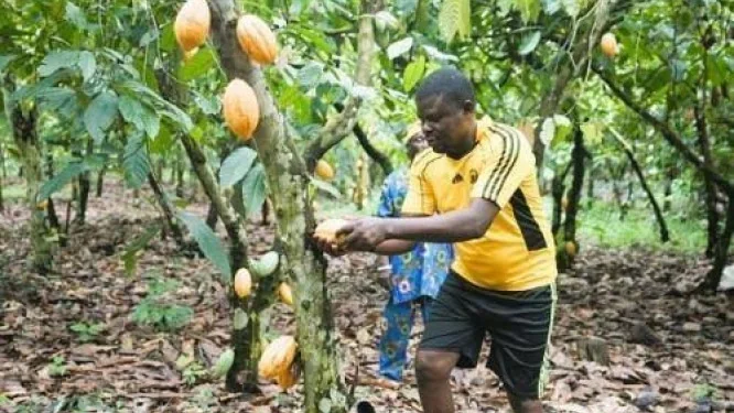 Cameroun : l’UE mise 17,5 milliards FCFA sur un cacao durable pour répondre aux normes européennes