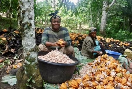 Ressources arboricoles : l'Afrique de l'Ouest face au défi de la transformation