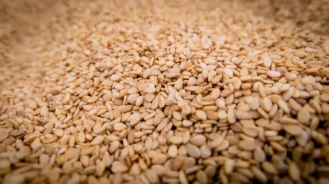 Burkina Faso : le sésame, une filière en pleine expansion malgré les défis sécuritaires
