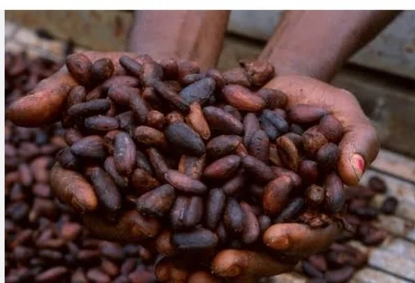Cacao ivoirien : le programme de rachat des stocks invendus mis à l'épreuve par les questions de qualité