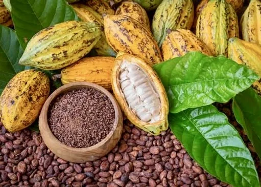 Cacao ivoirien : le prix chute de 57%, la filière retient son souffle