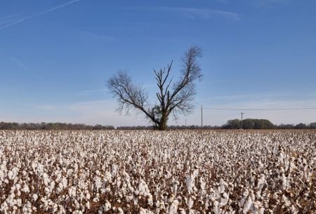 Coton : le Bénin vise 700 000 tonnes en 2026/2027 pour conforter son leadership ouest-africain