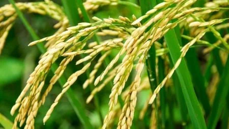 Mali : l'État rachète 26 000 tonnes de riz local invendu, symptôme d'une filière en crise