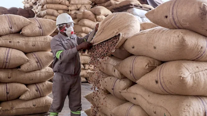 Cacao camerounais : le seuil des 2 000 FCFA retrouvé, mais loin des sommets
