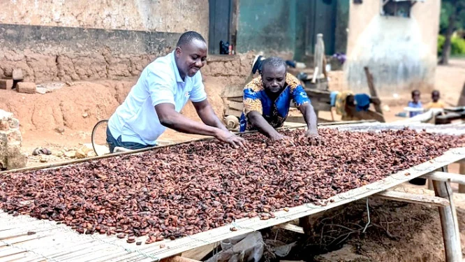 Cacao camerounais : chute des prix bord champ à l'approche de la fin de campagne