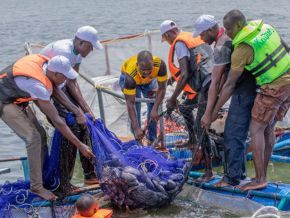 Burkina Faso : l'aquaculture, nouvelle frontière de la diversification économique
