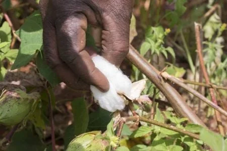 Côte d’Ivoire : le coton, un secteur agricole en quête de rebond après deux campagnes difficiles