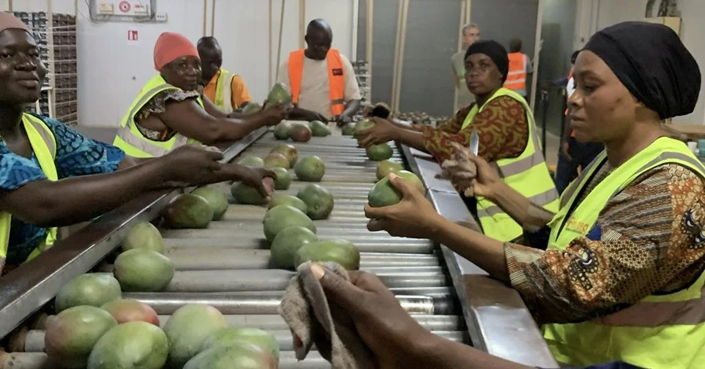 Eosta et Fruiteq misent sur la Côte d'Ivoire pour l'essor de la mangue bio