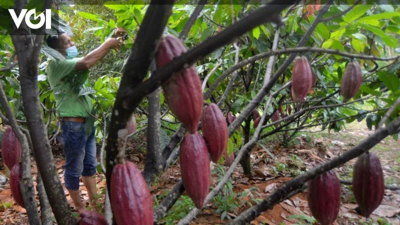 Cacao : la flambée des prix révèle la vulnérabilité de l'offre ouest-africaine