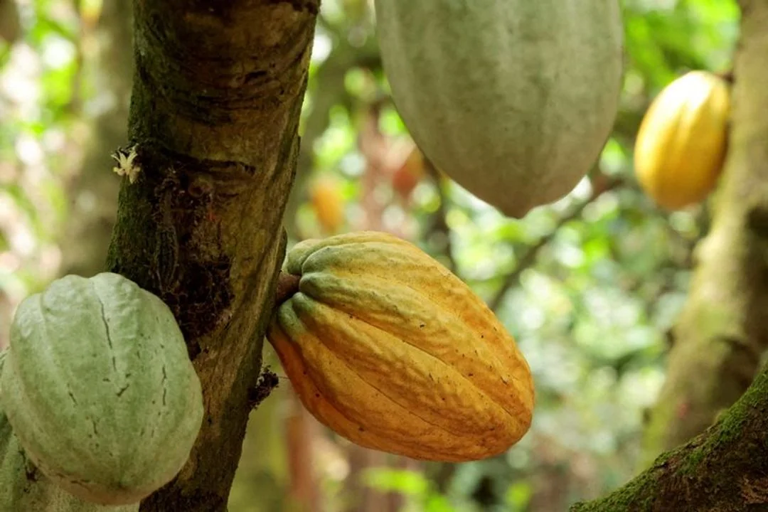 Cacao : la Côte d'Ivoire sort de la crise, les risques demeurent