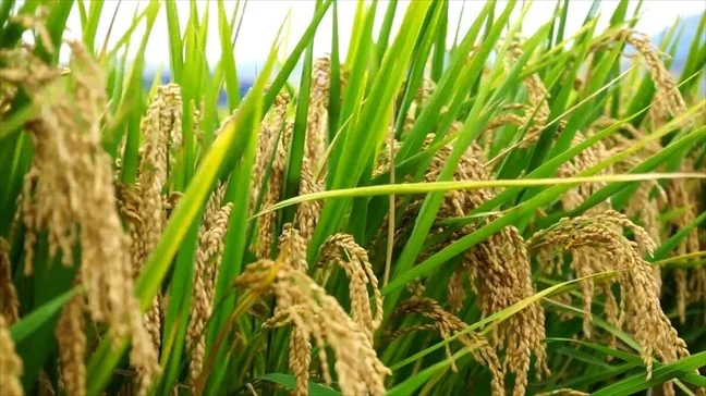 Souveraineté alimentaire : le riz, talon d’Achille et levier stratégique de l’Afrique de l’Ouest