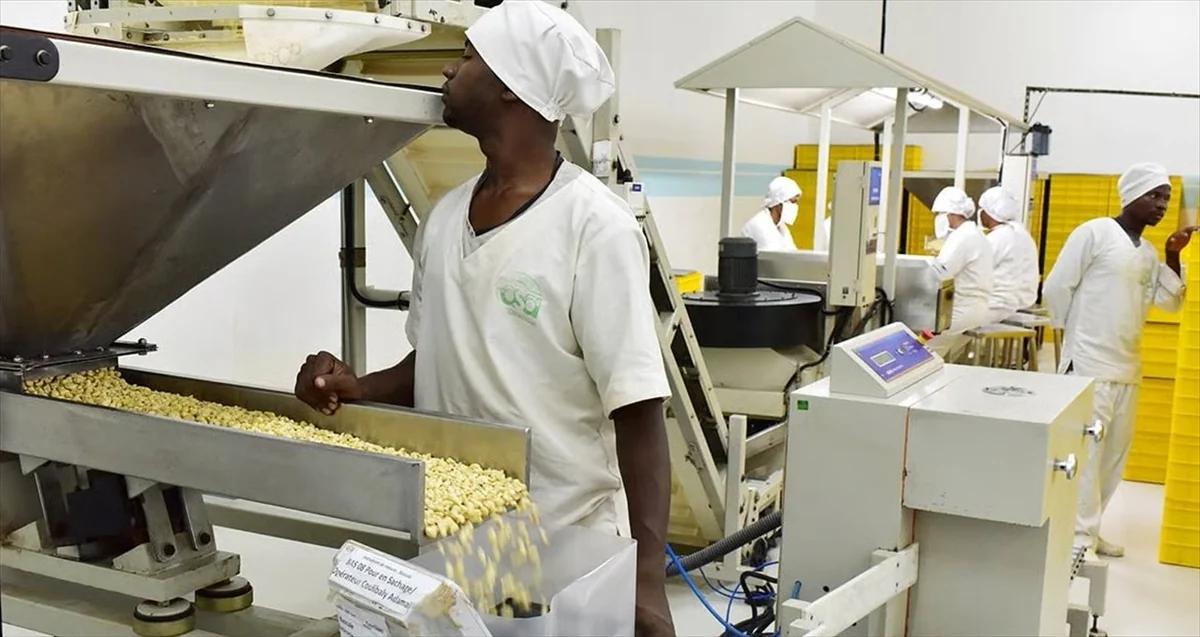 Anacarde ivoirienne : la transformation locale comme levier de souveraineté économique