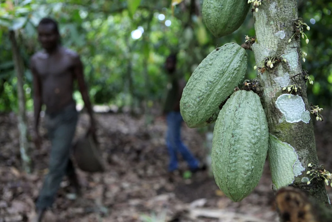 Barry Callebaut : un retour à la croissance des volumes de cacao en demi-teinte