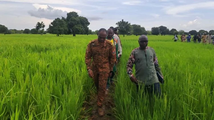 Burkina Faso suspend ses importations de riz : souveraineté alimentaire et défis économiques