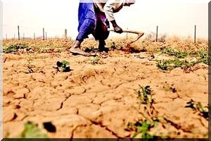 Assurance agricole indicielle : la Mauritanie emboîte le pas à la région