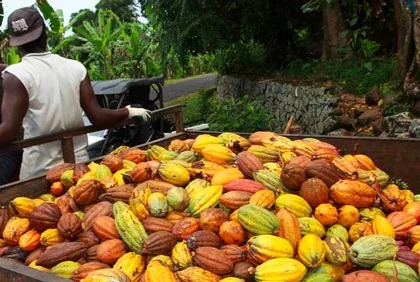 Cacao ivoirien : la traçabilité obligatoire passe son premier test