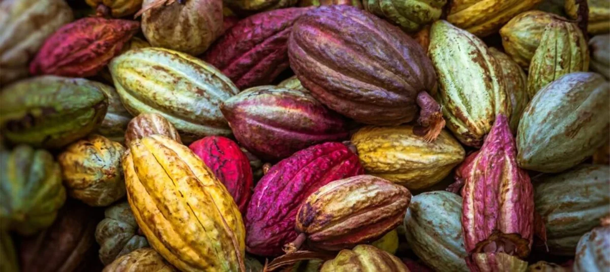 Côte d’Ivoire-Ghana : le cartel du cacao affine sa stratégie pour peser sur les prix