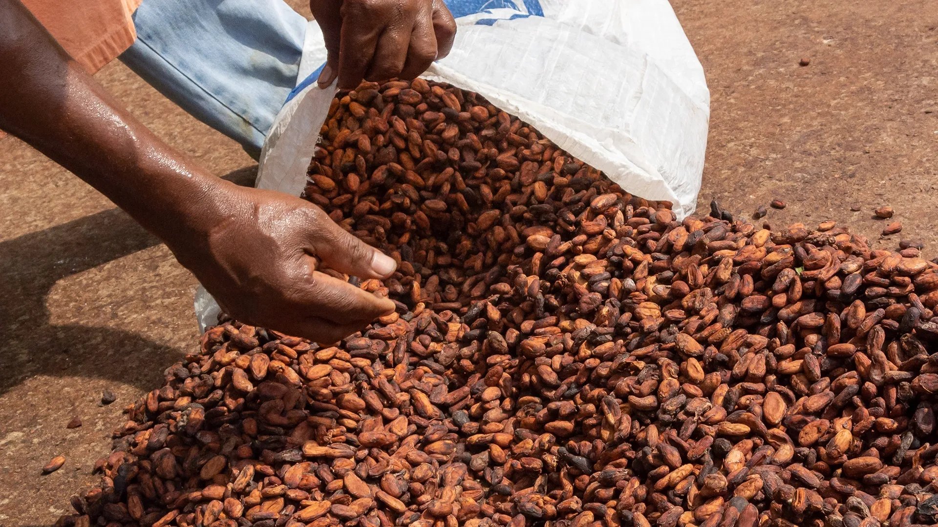 Cacao africain : le cap des 5 millions de tonnes redessine les rapports de force