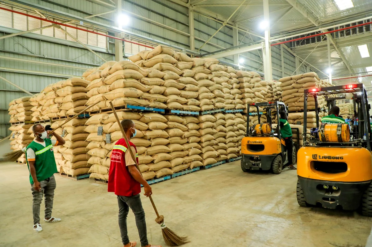 Cacao ivoirien : le prix garanti chute de 57%, la filière face au marché mondial