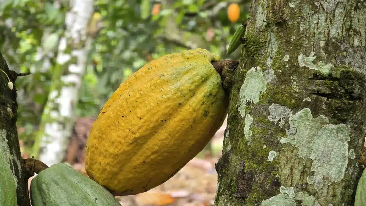 Côte d'Ivoire : la traçabilité, nouveau nerf de la guerre du cacao