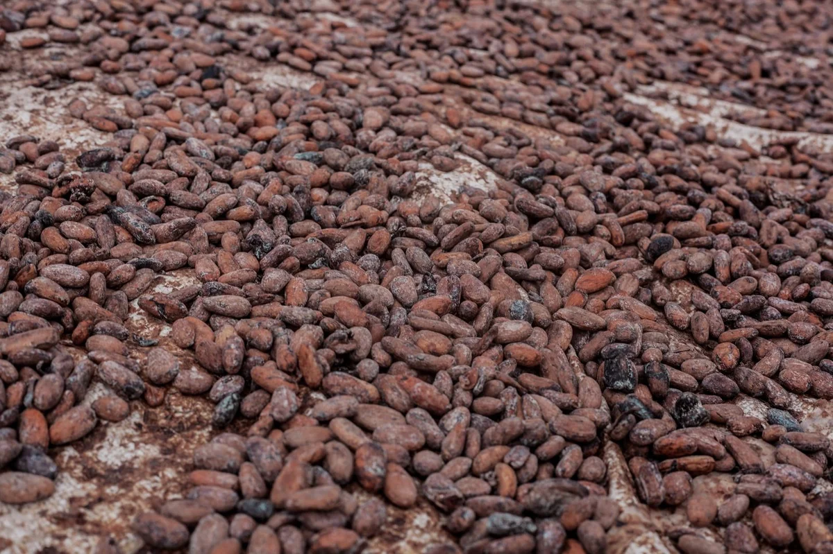 Cacao ivoirien : la carte biométrique, rempart contre Bruxelles et l'informel