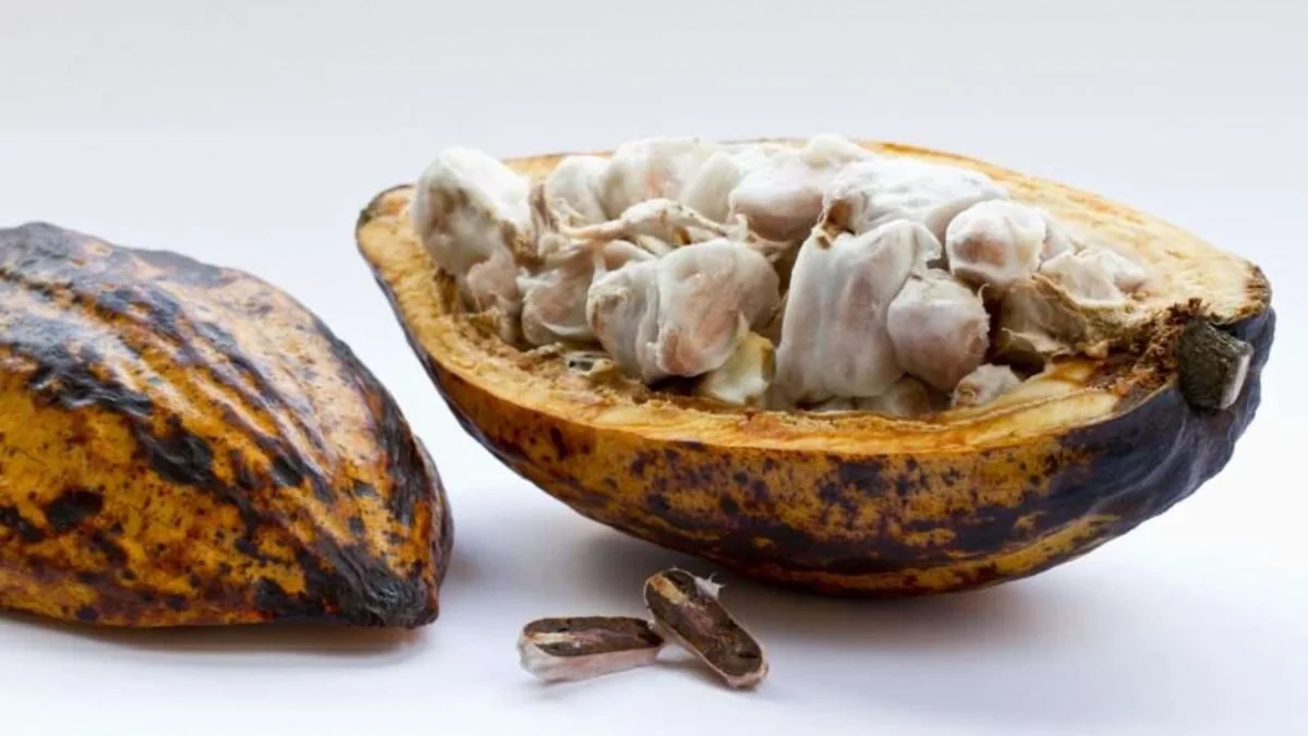Afrique de l’Ouest : l’alliance cacaoyère à quatre têtes pour peser sur le marché mondial