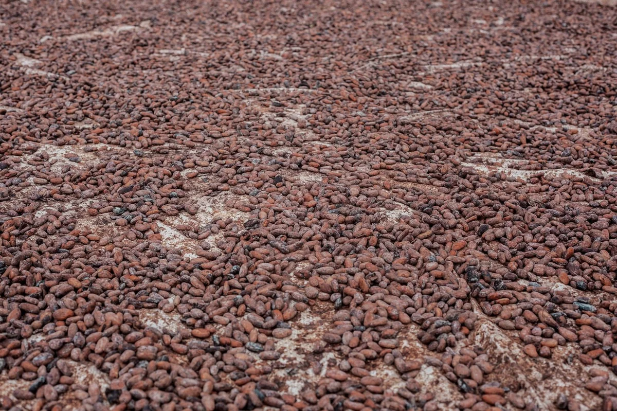 Cacao : le CCC referme son programme de rachat, le marché reprend ses droits