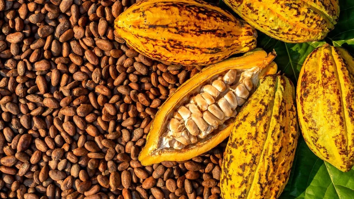 Ghana gèle le prix du cacao au producteur : un pari sur la stabilité dans un marché baissier