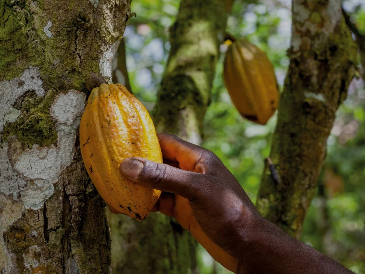Cacao : le retour d’El Niño ravive la menace d’une nouvelle flambée des cours