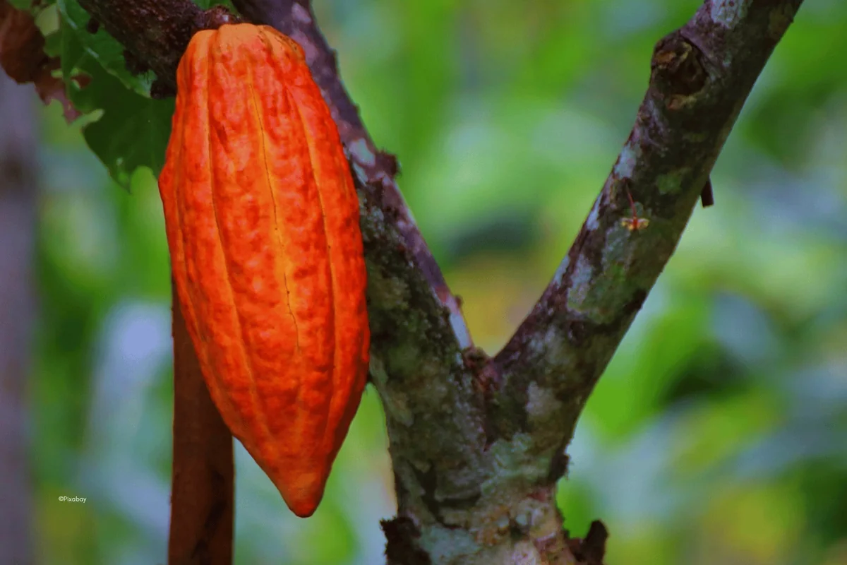 Cacao : l'Afrique de l'Ouest et centrale s'allie pour capter la valeur
