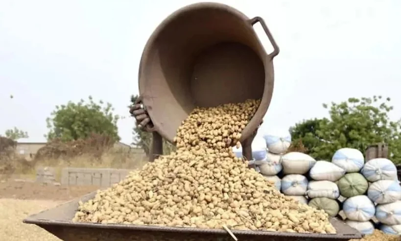 Arachide sénégalaise : semences, colère et enjeu de souveraineté