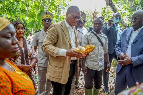 Cacao ivoirien : prix stables, récolte sous tension sécuritaire