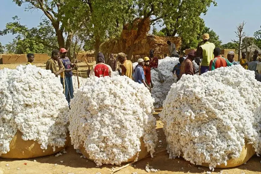 Coton au Mali : une ambition à 600 000 tonnes sous pression climatique et sociale